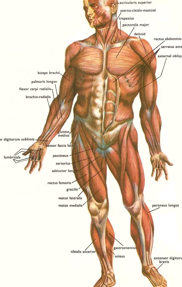 Urut Saraf Full Body 1 urut saraf full body